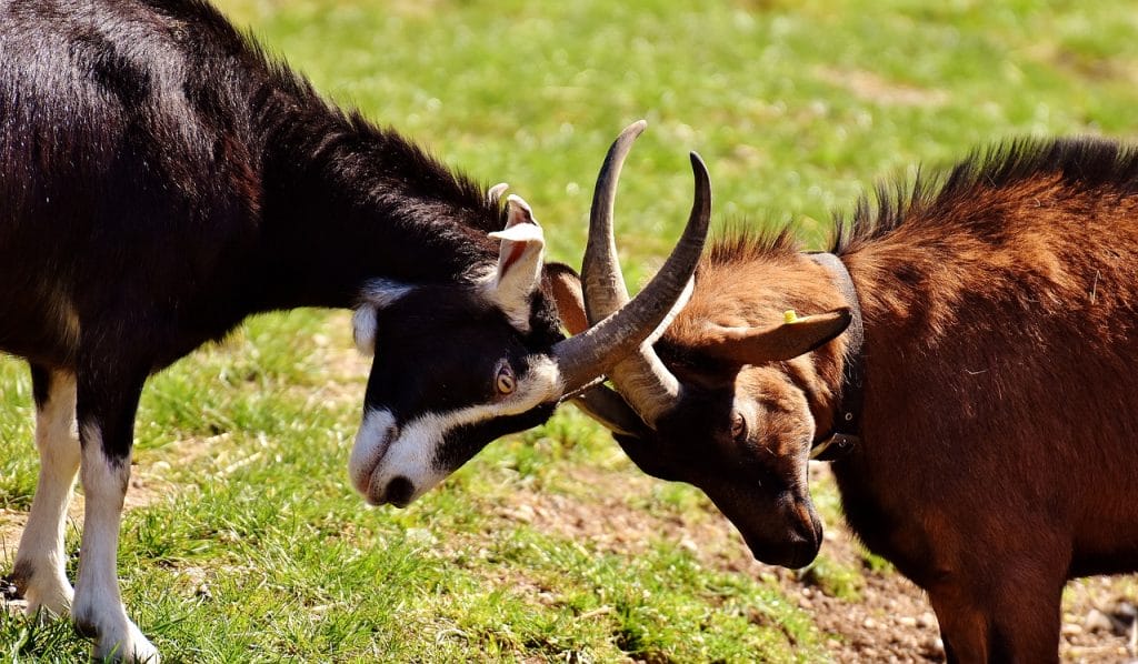 Goats 2189621 1280